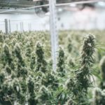 Фоторепортаж: производитель марихуаны номер один в мире Canopy Growth