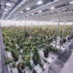 Производитель марихуаны Canopy Growth