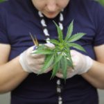 Производитель марихуаны Canopy Growth