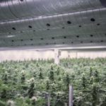 Производитель марихуаны Canopy Growth