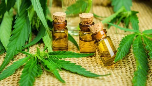 Обзор лучших сортов каннабиса с высоким содержанием CBD для снятия тревожности