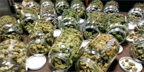 Лучшие сбалансированные сорта каннабиса с соотношением THC и CBD, которые стоит попробовать