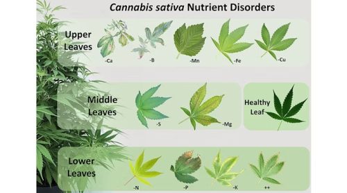 Как диагностировать проблемы с питанием у каннабиса